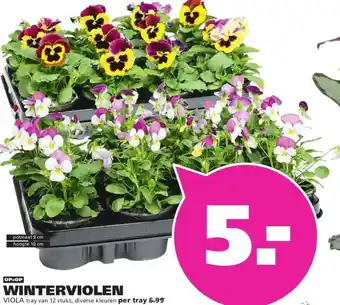 Ranzijn WINTERVIOLEN VIOLA aanbieding