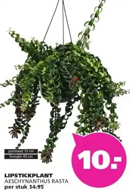 Ranzijn LIPSTICKPLANT AESCHYNANTHUS RASTA aanbieding