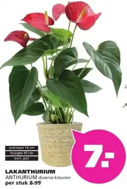 Ranzijn LAKANTHURIUM ANTHURIUM aanbieding