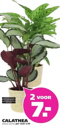 Ranzijn CALATHEA aanbieding