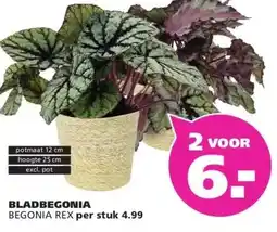 Ranzijn BLADBEGONIA BEGONIA REX aanbieding