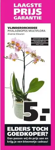 Ranzijn VLINDERORCHIDEE PHALAENOPSIS MULTIFLORA aanbieding