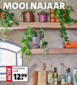 Intratuin MOOI NAJAAR ZILVERRANK aanbieding