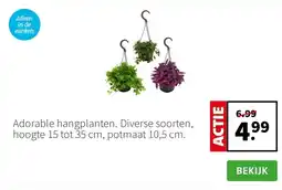 Intratuin Adorable hangplanten. Diverse soorten, hoogte 15 tot 35 cm, potmaat 10,5 cm. aanbieding