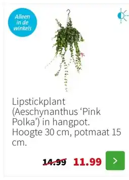 Intratuin Lipstickplant (Aeschynanthus ‘Pink Polka’) in hangpot. Hoogte 30 cm, potmaat 15 cm. aanbieding