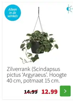 Intratuin Zilverrank (Scindapsus pictus ‘Argyraeus’. Hoogte 40 cm, potmaat 15 cm. aanbieding