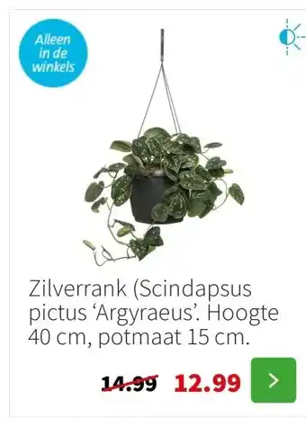 Intratuin Zilverrank (Scindapsus pictus ‘Argyraeus’. Hoogte 40 cm, potmaat 15 cm. aanbieding