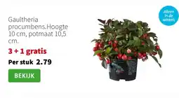 Intratuin Gaultheria procumbens.Hoogte 10 cm, potmaat 10,5 cm. aanbieding