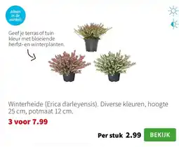 Intratuin Winterheide (Erica darleyensis). Diverse kleuren, hoogte 25 cm, potmaat 12 cm. aanbieding