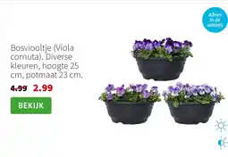 Intratuin Bosviooltje (Viola cornuta). Diverse kleuren, hoogte 25 cm, potmaat 23 cm. aanbieding