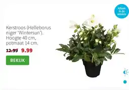Intratuin Kerstroos (Helleborus niger ‘Wintersun’). Hoogte 40 cm, potmaat 14 cm. aanbieding