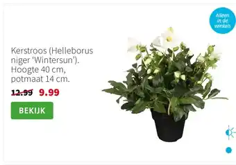Intratuin Kerstroos (Helleborus niger ‘Wintersun’). Hoogte 40 cm, potmaat 14 cm. aanbieding
