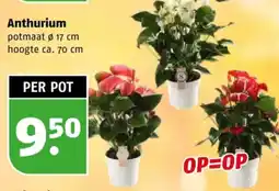 Poiesz Anthurium aanbieding