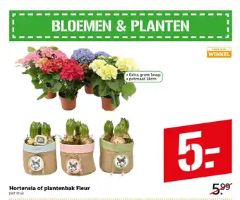 Coop Hortensia of plantenbak Fleur aanbieding