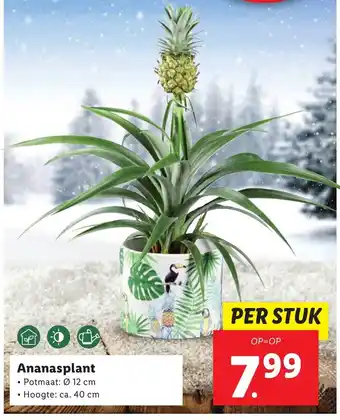 Lidl Ananasplant aanbieding