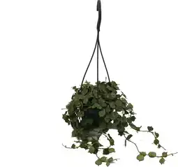 Intratuin Wasbloem in hangpot (Hoya curtisii) D 10,5 H 15 cm aanbieding