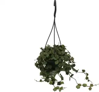 Intratuin Wasbloem in hangpot (Hoya curtisii) D 10,5 H 15 cm aanbieding