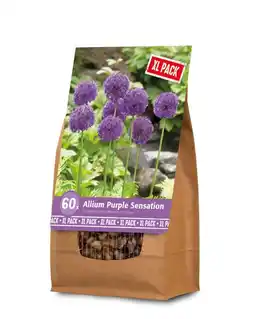 Welkoop Florex Allium - Bloembollen - XL zak - Paars - 50stuks aanbieding