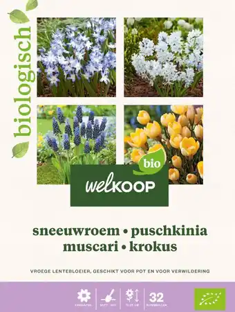 Welkoop Welkoop Hyacint Sneeuwroem blauwe druifjes krokus Biologisch - Bloembollen - Gemengd - 32stuks aanbieding