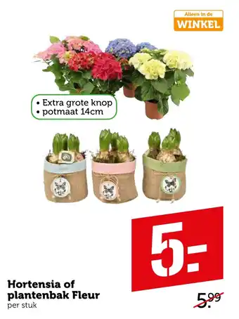 Coop Hortensia of plantenbak Fleur 14 cm aanbieding