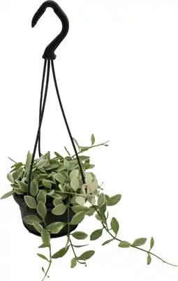 Intratuin Dubbeltjesplant in hangpot (Dischidia ionantha) D 10,5 H 15 cm aanbieding