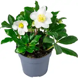 Dekamarkt Bloemen Helleborus aanbieding
