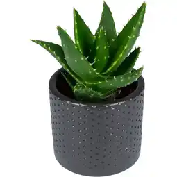 Dekamarkt Dekamarkt Mini trendy plant aanbieding