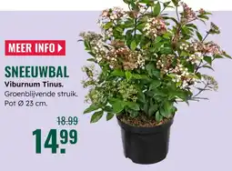 GroenRijk Sneeuwbal Viburnum Tinus. aanbieding
