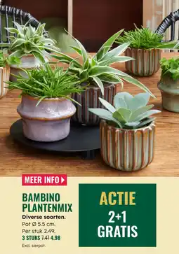 GroenRijk Bambino plantenmix aanbieding