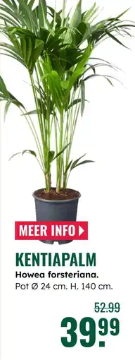 GroenRijk Kentiapalm Howea forsteriana aanbieding
