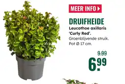 GroenRijk Druifheide Leucothoe axillaris Curly Red aanbieding
