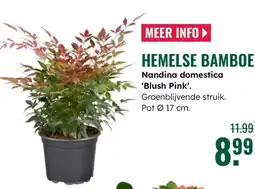 GroenRijk Hemelse bamboe Nandina domestica Blush Pink aanbieding