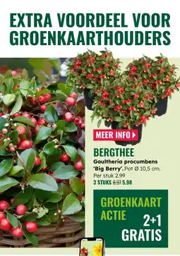 GroenRijk Bergthee Gaultheria procumbens Big Berry aanbieding