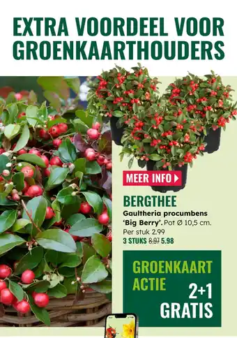 GroenRijk Bergthee Gaultheria procumbens Big Berry aanbieding