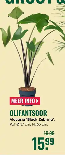 GroenRijk Olifantsoor Alocasia 'Black Zebrina'. aanbieding