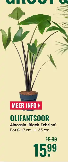 GroenRijk Olifantsoor Alocasia 'Black Zebrina'. aanbieding