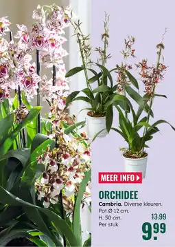 GroenRijk Orchidee aanbieding