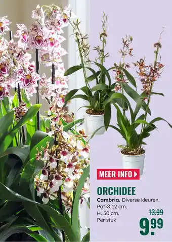 GroenRijk Orchidee aanbieding