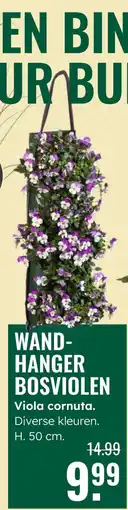 GroenRijk Wand hanger bosviolen aanbieding
