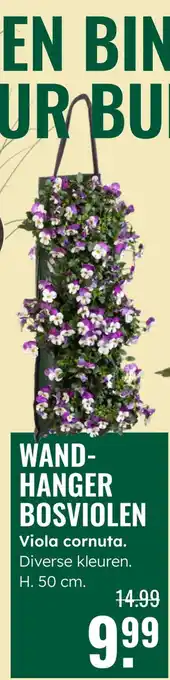 GroenRijk Wand hanger bosviolen aanbieding