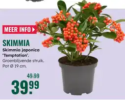 GroenRijk Skimmia japonica Temptation aanbieding
