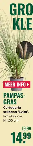 GroenRijk Pampas Gras aanbieding