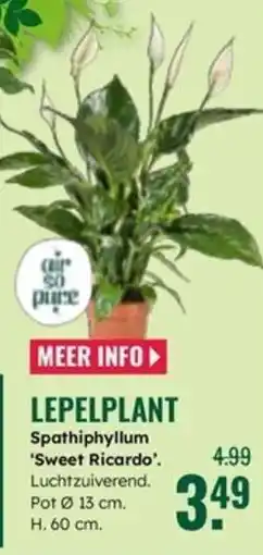 GroenRijk Lepelplant Spathiphyllum Sweet Ricardo aanbieding