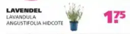 Ranzijn Lavendel lavandula angustifolia hidcote aanbieding