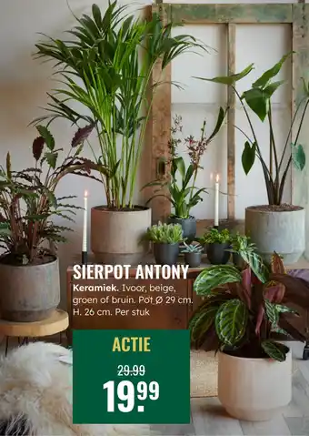 GroenRijk Sierpot Antony aanbieding