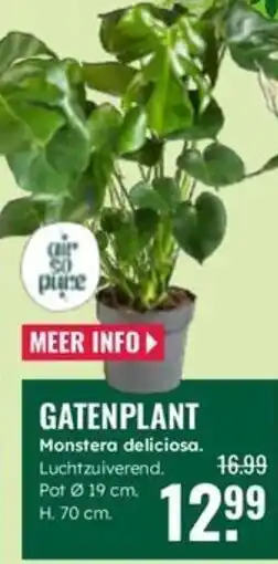 GroenRijk Gatenplant aanbieding