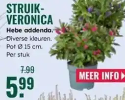 GroenRijk Struik veronica Hebe addenda aanbieding