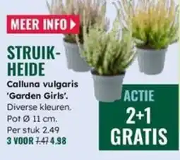 GroenRijk Struik heide aanbieding