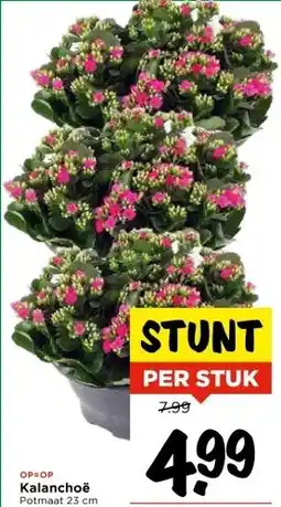 Vomar Voordeelmarkt Kalanchoë aanbieding