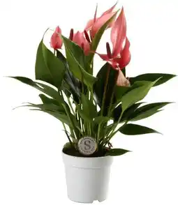 Intratuin Flamingoplant (Anthurium 'Lilli') D 7 H 25 cm aanbieding